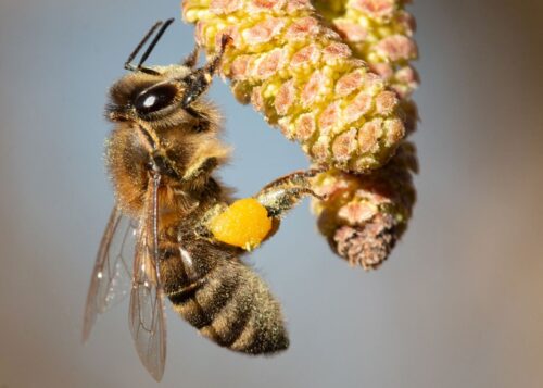 {{brizy_dc_image_alt imageSrc=